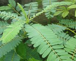 coco peat