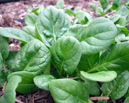 coco peat