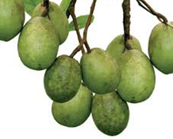 coco peat